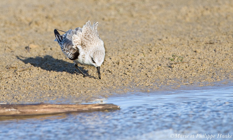 Becasseau variable 0103_wm.jpg - Bécasseau variable - Dunlin - Calidris alpina (Camargue, France, février 2011)